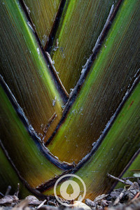 Harakeke Weave Sentient Imagery