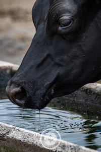 Products: A Slurp of Cold Water Sentient Imagery