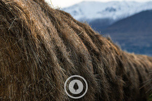 Hay Stored for Winter Sentient Imagery