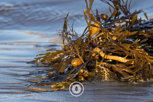 Products: Wairarapa Seaweed Sentient Imagery