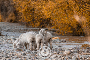 Down at the River Sentient Imagery