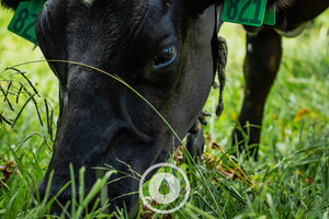 Products: Under Pasture's Bow Sentient Imagery