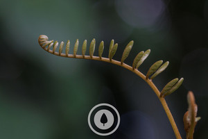 Curves of the Cook Strait Kōwhai Sentient Imagery