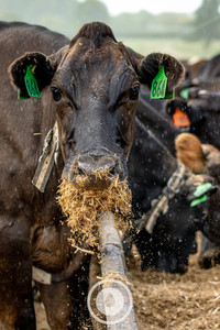 Feasting Like Kings Sentient Imagery