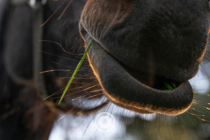 One Blade of Grass Sentient Imagery