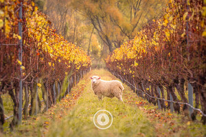 Products: Autumn Golden Girl Sentient Imagery