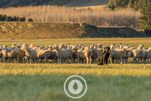 Job Done Sentient Imagery