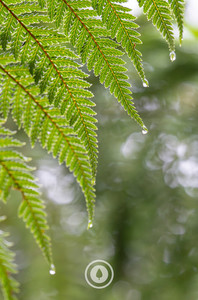 Products: Raindrop Fern Fronds Sentient Imagery