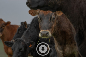 Raining but Curious Sentient Imagery