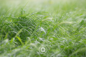 Post Spring Shower Sentient Imagery