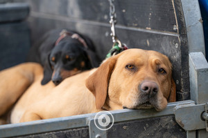 Products: Lean on Me Sentient Imagery