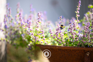 A Lavender's Bumble Bee Sentient Imagery