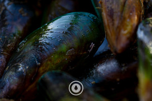 Products: Green-lipped Mussels Sentient Imagery