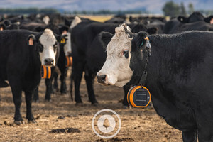 Products: Beef +Virtual Fencing Agritech Sentient Imagery