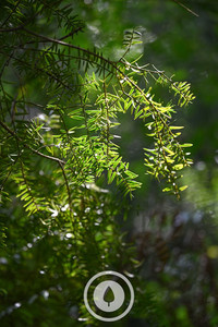 Products: Sunlit Tōtara Leaves Sentient Imagery