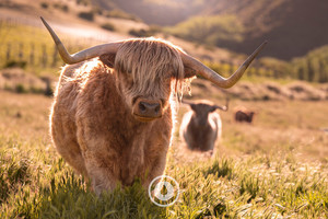 Products: The Smiling Highland Sentient Imagery