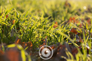 Products: Autumn Leaves + Pasture Sentient Imagery