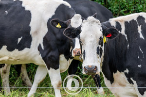 All Eyes on You Sentient Imagery