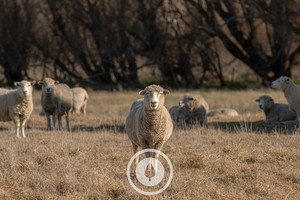 Products: The Brave Lead Sentient Imagery