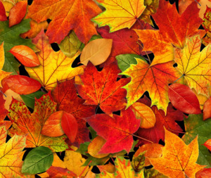 Landscape Medley 100% Cotton Fabric - 10cm Increments