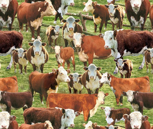 Cows Multi - 0.1m
