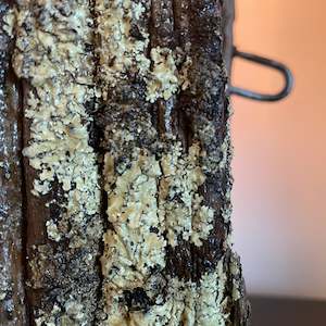 Edison On Wood: Lichen and Wood Table Lamp | Handcrafted Tōtara Lamp #174