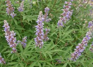 Products: Chaste Tree (Vitex agnus-castus)