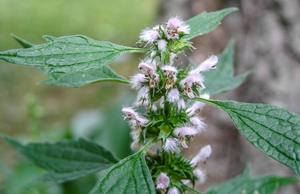 Medicinal Herbal Teas: Motherwort (Leonurus cardiaca) Herb