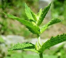 Medicinal Herbal Teas: Spearmint Leaf (Mentha spicata)