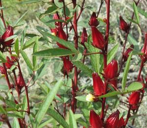 Medicinal Herbal Teas: Hibiscus / Roselle (Hibiscus sabdariffa) Seeds