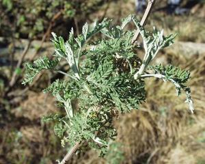 Products: African Wormwood (Artemisia afra)