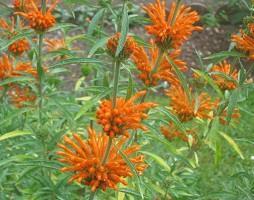 Products: Wild Dagga / Lion’s Tail (Leonotis leonurus) Young Plants and Seeds