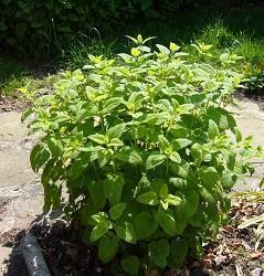 Products: Lemon Balm (Melissa officinalis) Plants & Seeds
