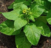 Products: Mapacho/Aztec Tobacco (Nicotiana rustica) Young Plants & Seeds
