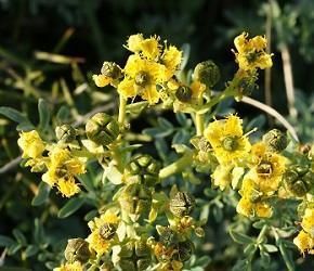 Products: Rue (Ruta graveolens) Young Plants & Seeds
