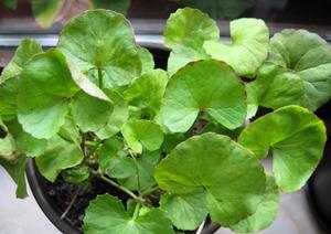 Products: Gotu Kola (Centella asiatica) Young Plants