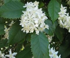 Products: Houhere / Lacebark (Hoheria populnea) Young Trees & Seeds