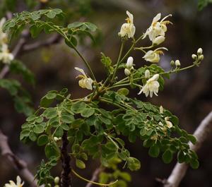 Products: Moringa (Moringa oleifera) Young Plants & Seeds