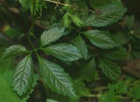 Products: Jiaogulan Plants, Cuttings & Seeds
