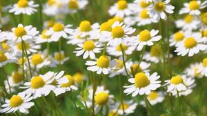 Medicinal Herbal Teas: Chamomile (Matricaria chamomilla) Young Plants & Seeds