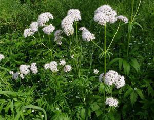 Products: Indian Valerian (Valeriana wallichii)