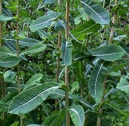 Products: Wild Lettuce (Lactuca virosa) Organic/Wildcrafted Herb