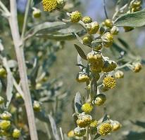 Products: Absinthe Wormwood (Artemisia absinthium) Young Plants & Seeds