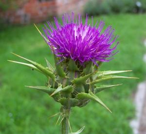Products: Milk Thistle Plants & Seeds (Silybum marianum)