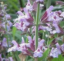 Products: Sage (Salvia officinalis) Young Plants & Seeds