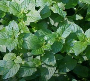 Products: Basil Mint (Mentha x piperita f. citrata ‘Basil’)