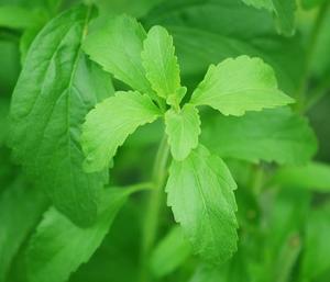 Products: Stevia (Stevia rebaudiana) Cut Leaf & Tincture