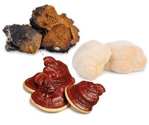 Natural: Focus & Flow Mushroom Blend