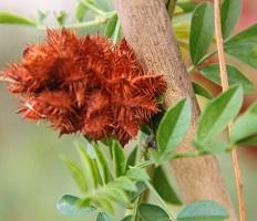 Products: Licorice (Glycyrrhiza glabra) Seeds