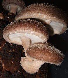Anti aging & Longevity: Shiitake Mushroom Powder Organic